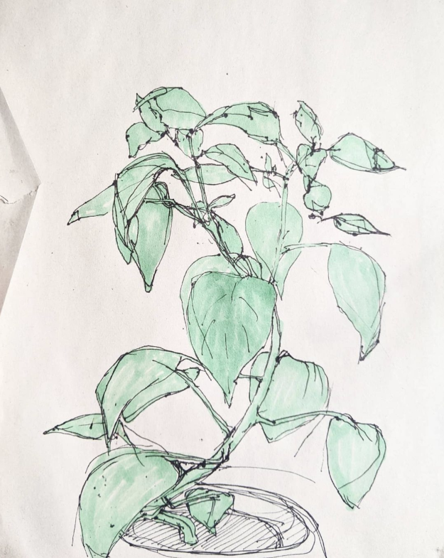 A photo of an alcohol pen and ink drawing of my pepper plant.